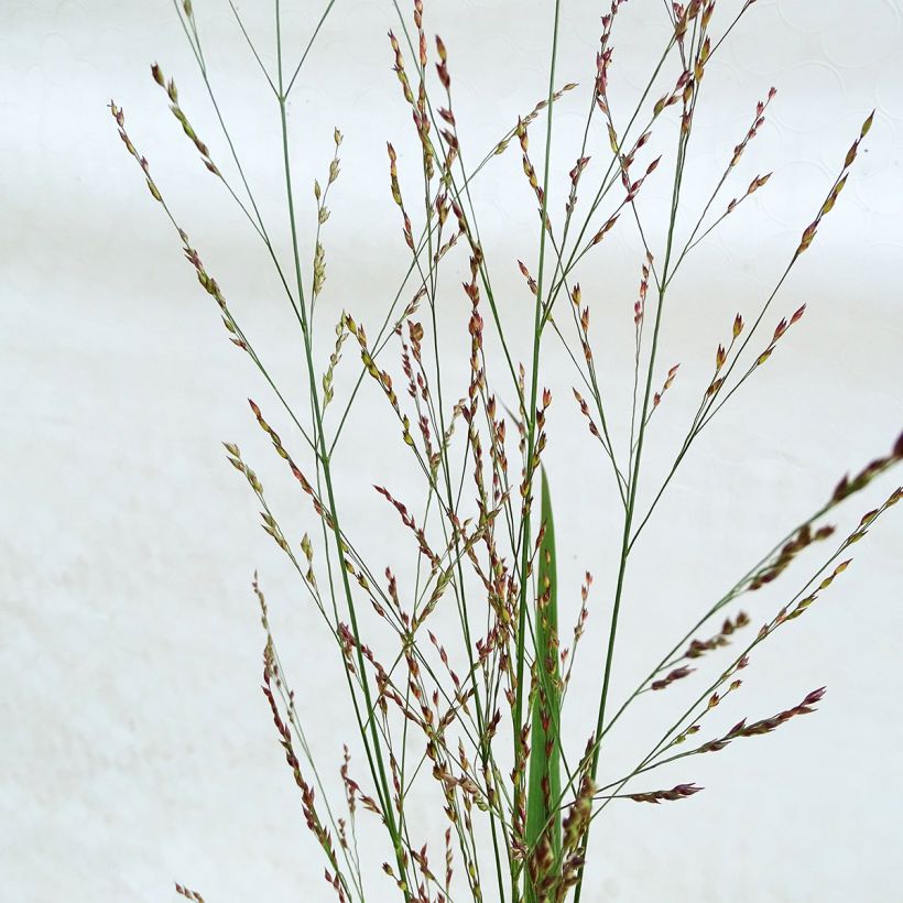 Panicum virgatum Northwind (Flowering)