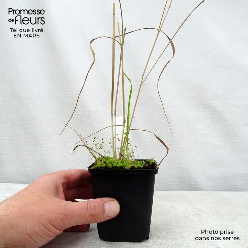 Panicum virgatum Prairie Sky Vasetto da 8/9 cm esemplare consegnato in primavera