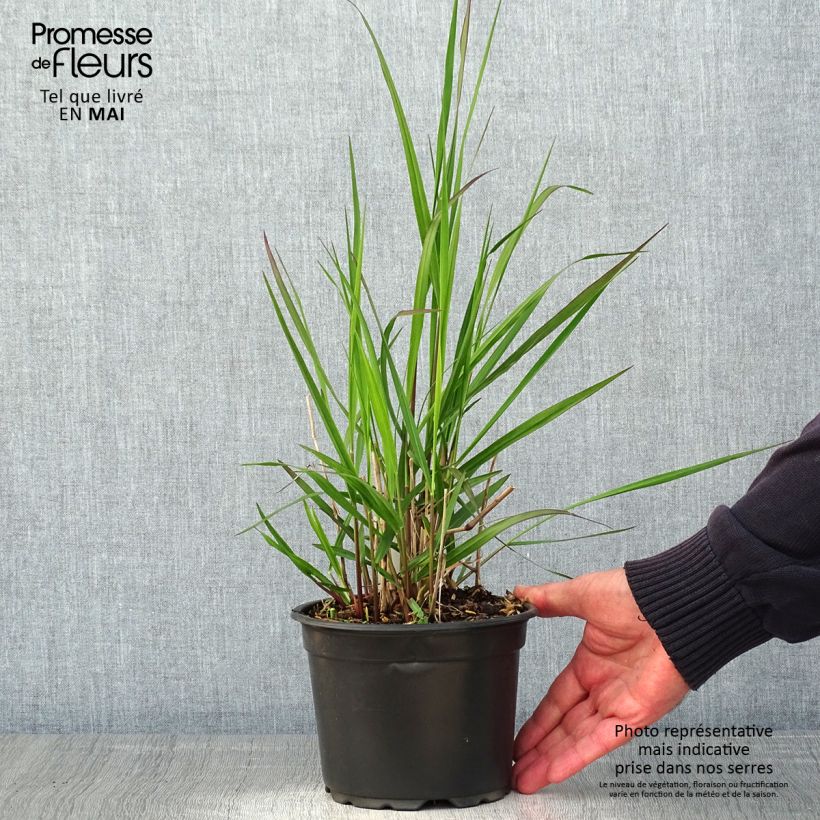 Example of Panicum virgatum Rehbraun Vaso da 2L/3L as you get in printemps