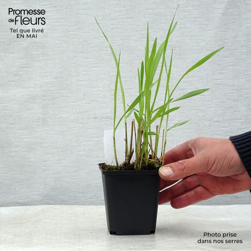 Example of Panicum virgatum Shenandoah Vasetto da 8/9 cm as you get in printemps