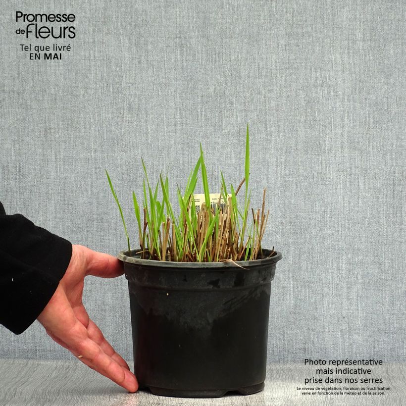 Example of Panicum virgatum Shenandoah Vaso da 2L/3L as you get in printemps