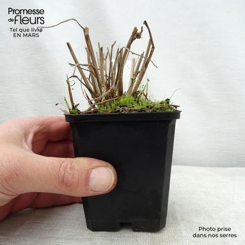 Example of Panicum virgatum Warrior Vasetto da 8/9 cm as you get in printemps