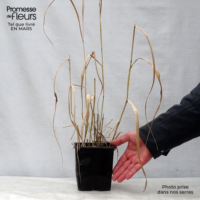 Example of Panicum virgatum Warrior Vaso da 2L/3L as you get in printemps