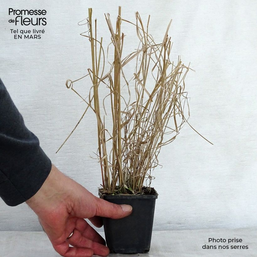 Example of Panicum amarum Vasetto da 8/9 cm as you get in printemps