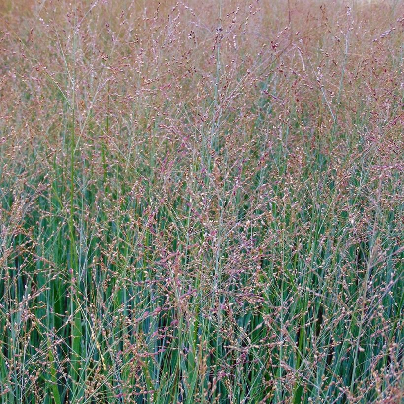 Panicum virgatum Cloud Nine (Flowering)