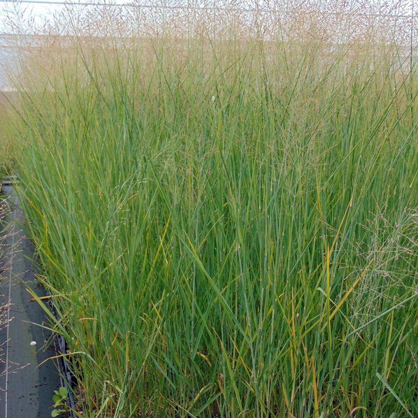 Panicum virgatum Cloud Nine (Plant habit)