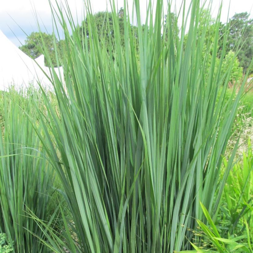 Panicum virgatum Northwind (Foliage)