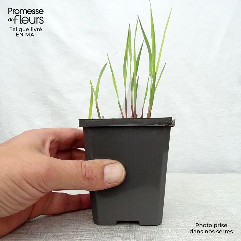 Panicum virgatum Purple Breeze Vasetto da 8/9 cm esemplare consegnato in primavera