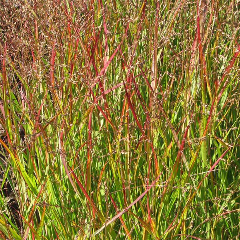 Panicum virgatum Shenandoah (Foliage)