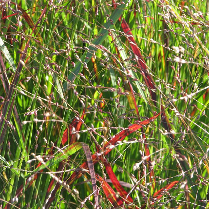 Panicum virgatum Shenandoah (Flowering)