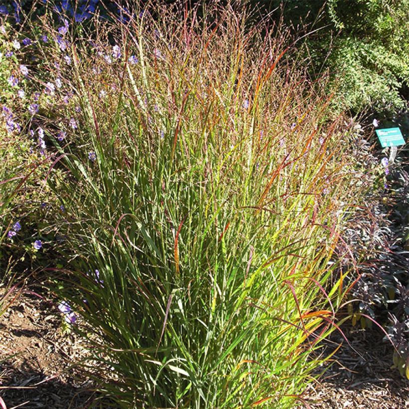 Panicum virgatum Shenandoah (Plant habit)