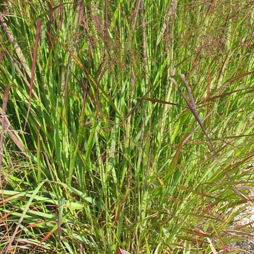 Panicum virgatum Warrior (Foliage)