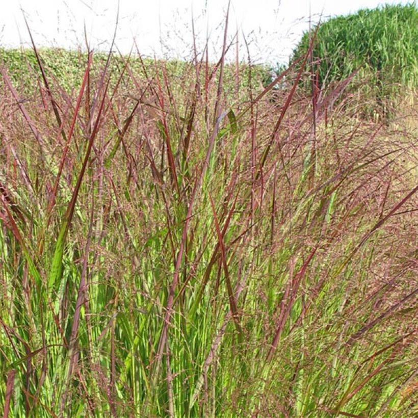 Panicum virgatum Warrior (Flowering)