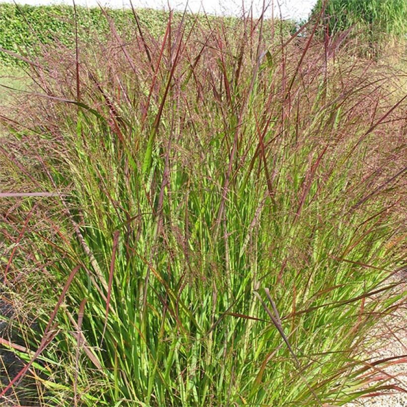 Panicum virgatum Warrior (Plant habit)