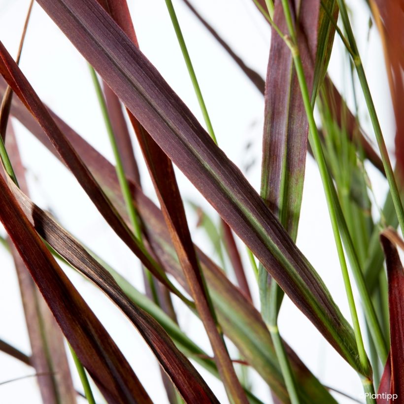 Panicum virgatum Hot Rod (Fogliame)