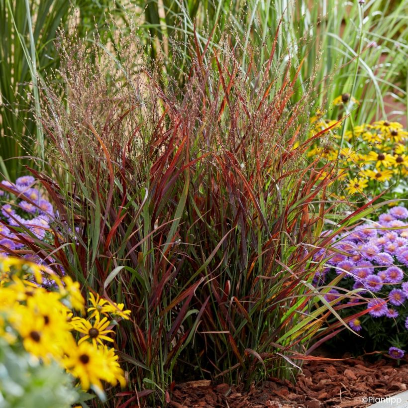 Panicum virgatum Hot Rod (Porto)