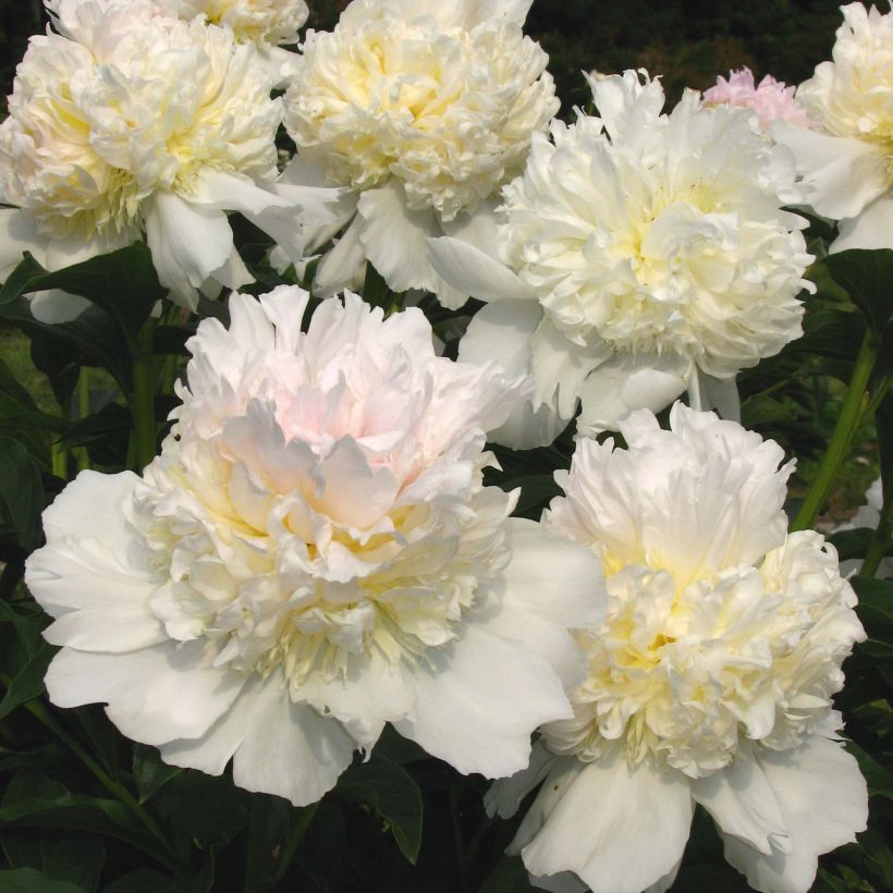 Peonia erbacea Top Brass (Fioritura)