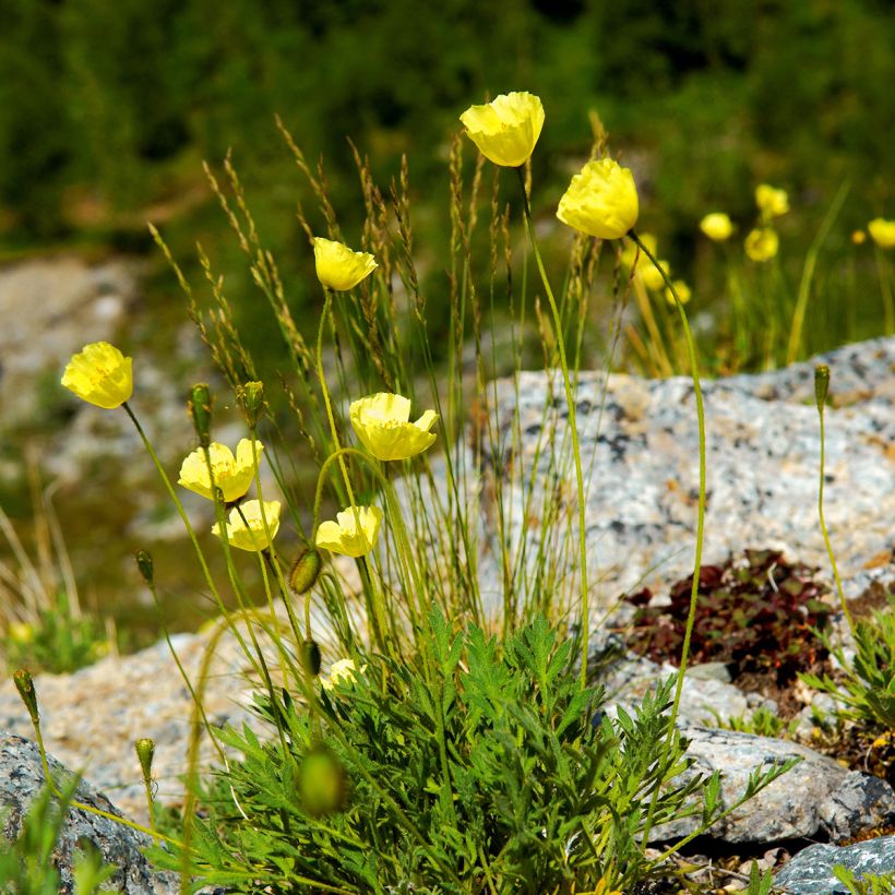 Papaver alpinum (Porto)