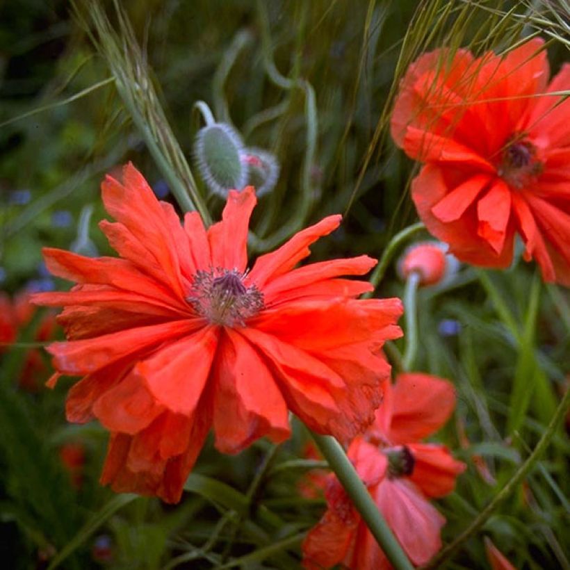 Papaver orientale May Queen (Fioritura)