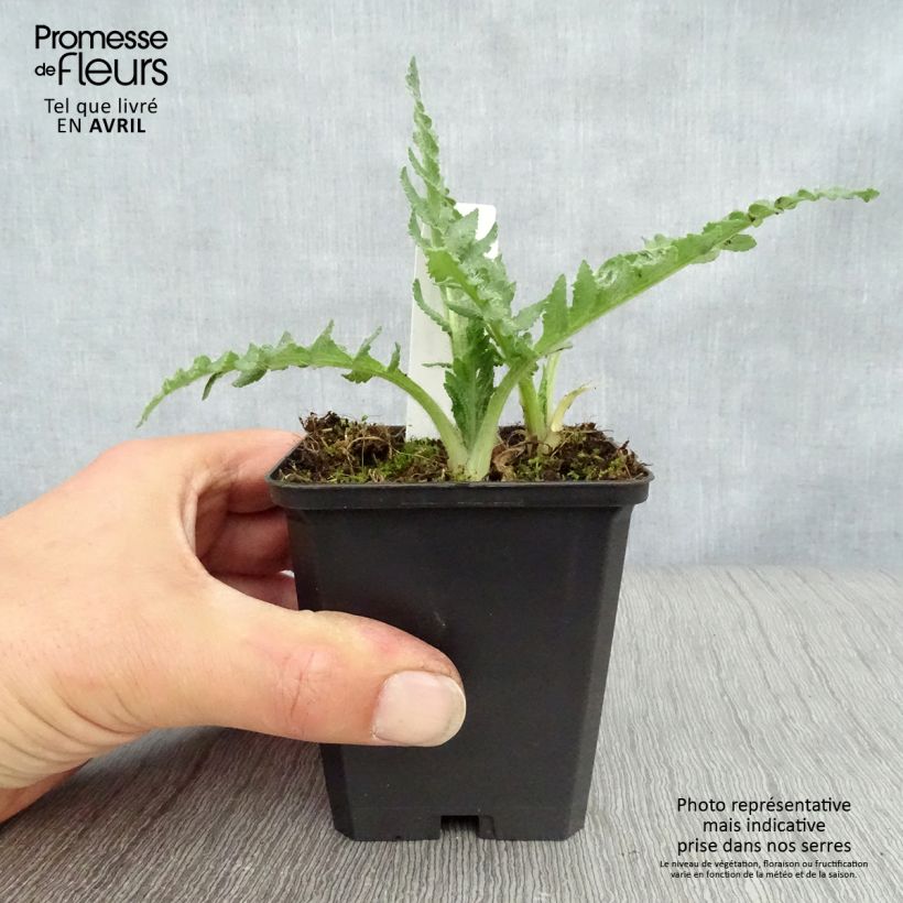 Papaver orientale Pink Ruffles Vasetto da 8/9 cm esemplare consegnato in primavera