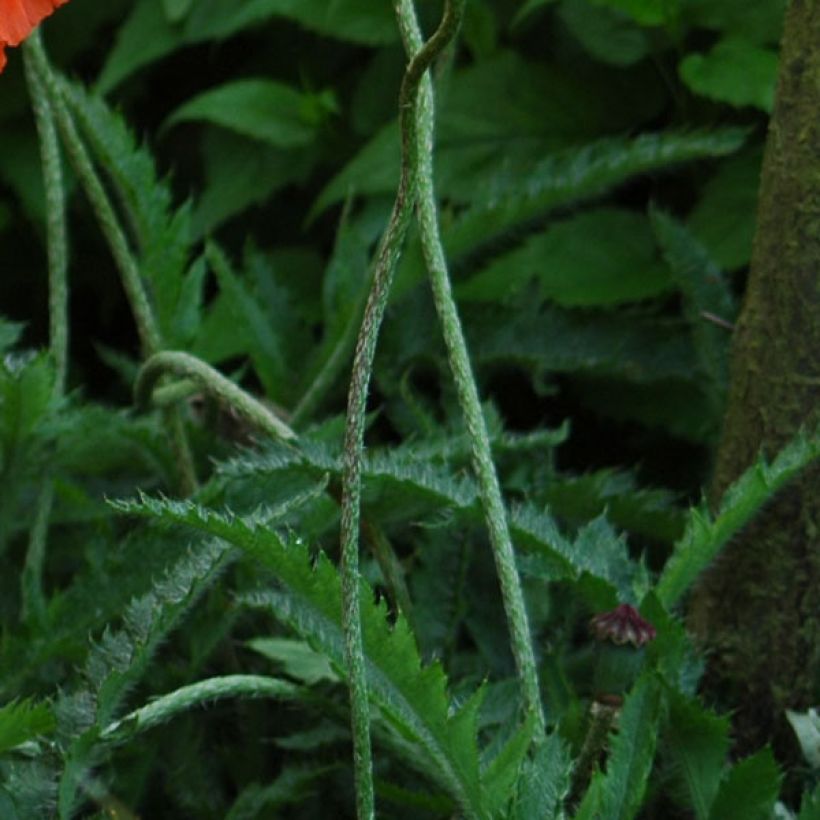 Papaver orientale Royal Wedding (Foliage)