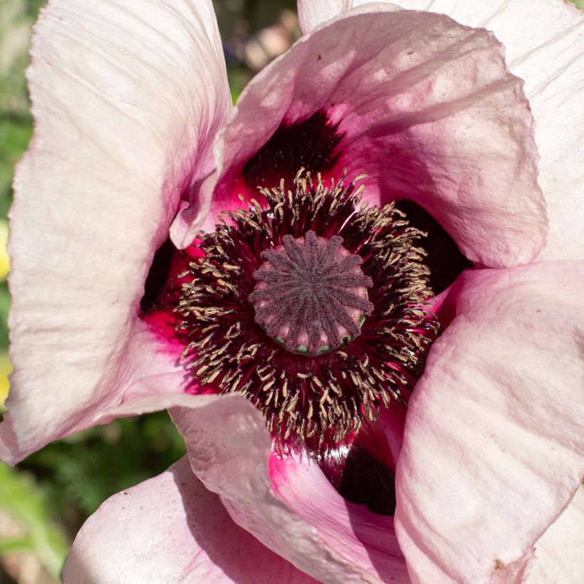 Papaver orientale Royal Wedding (Flowering)