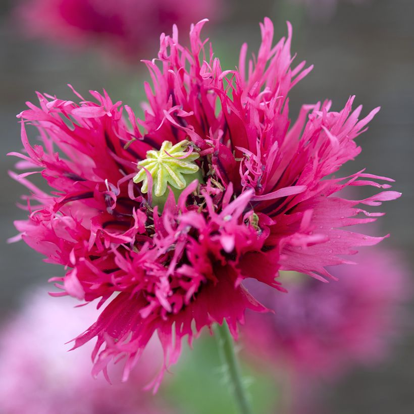 Papavero da oppio Rose Feathers (Fioritura)