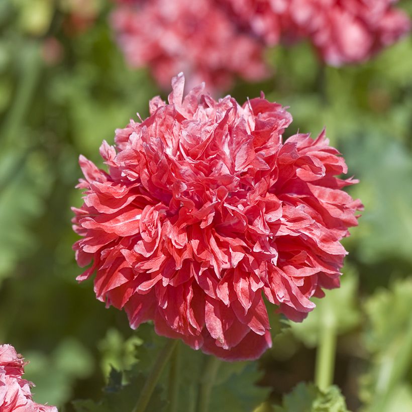 Papavero da oppio Frosted Salmon (Fioritura)