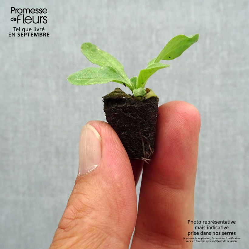 Esemplare di Bellis perennis Bellastar Compact Rose - Pratolina comune Mini zolla Ø 1,5/2,5 cm come consegnato in autunno