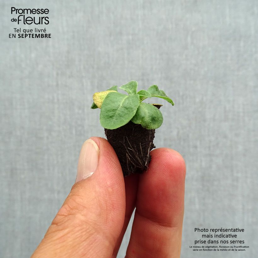 Esemplare di Bellis perennis Bellastar Compact White - Pratolina comune Mini zolla Ø 1,5/2,5 cm come consegnato in autunno