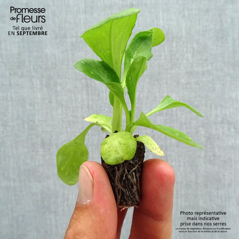 Esemplare di Bellis perennis Habanera - Pratolina comune Mini zolla Ø 1,5/2,5 cm come consegnato in autunno