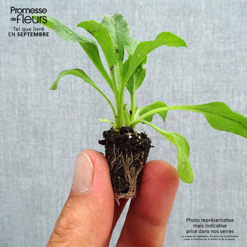 Esemplare di Bellis perennis Robella - Pratolina comune Mini zolla Ø 1,5/2,5 cm come consegnato in autunno