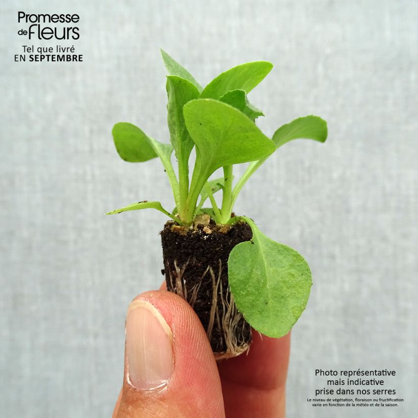 Esemplare di Bellis perennis Tasso White - Pratolina comune Mini zolla Ø 1,5/2,5 cm come consegnato in autunno