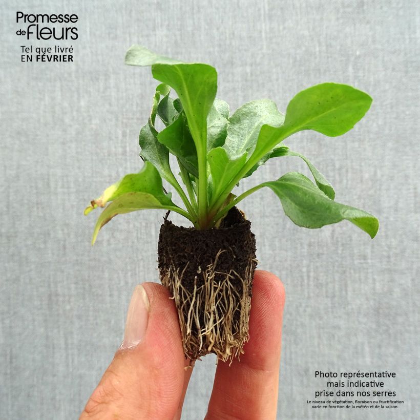 Esemplare di Bellis perennis Tasso Pink - Pratolina comune Jardimotte: zolla da 3,8 cm x 3,2 cm in vassoio da 16 pezzi. come consegnato in autunno