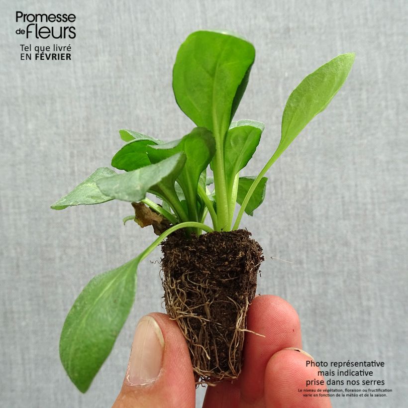 Esemplare di Bellis perennis Tasso Red - Pratolina comune Jardimotte: zolla da 3,8 cm x 3,2 cm in vassoio da 16 pezzi. come consegnato in autunno