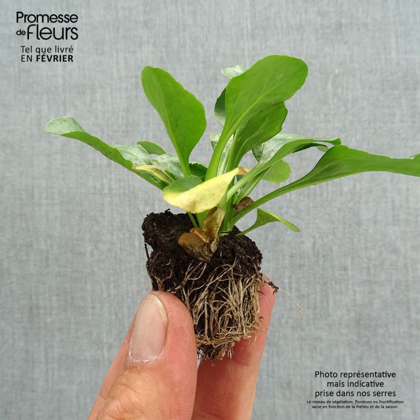 Esemplare di Bellis perennis Tasso Strawberries & Cream - Pratolina comune Jardimotte: zolla da 3,8 cm x 3,2 cm in vassoio da 16 pezzi. come consegnato in autunno