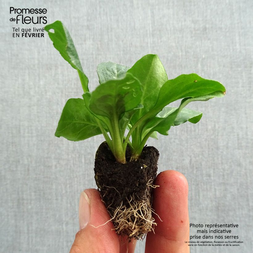 Esemplare di Bellis perennis Tasso - Pratolina comune Jardimotte: zolla da 3,8 cm x 3,2 cm in vassoio da 16 pezzi. come consegnato in autunno