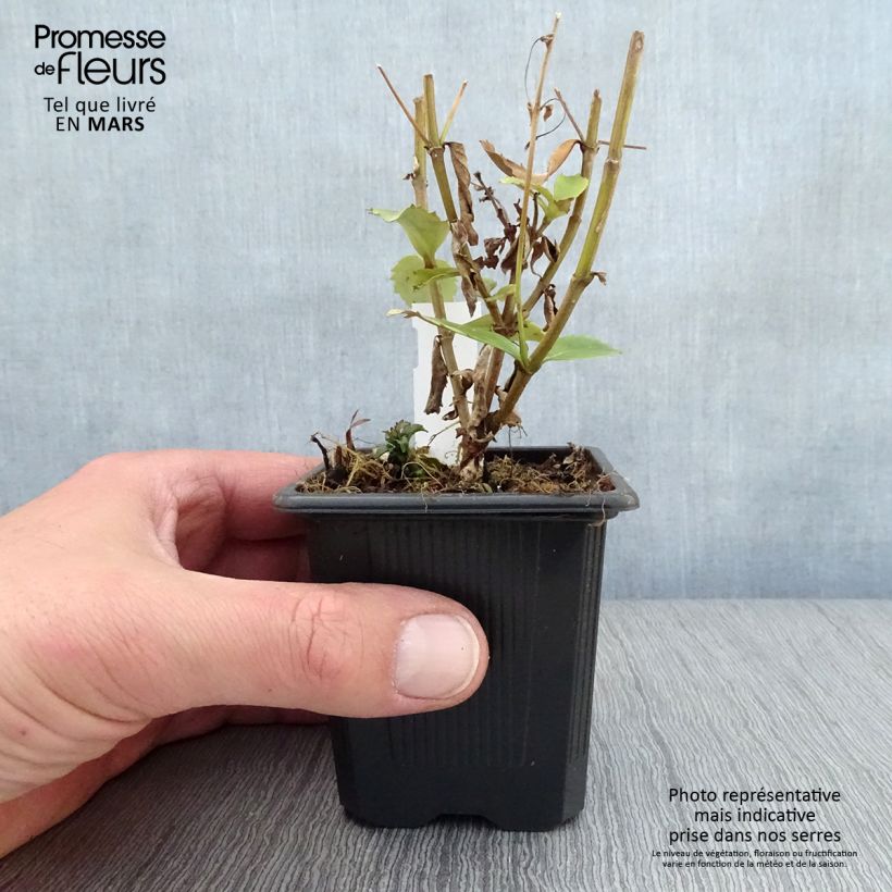 Example of Parahebe catarractae Avalanche Vasetto da 8/9 cm as you get in printemps