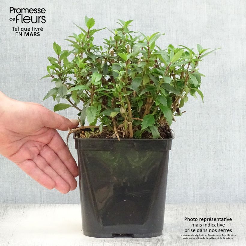 Example of Parahebe catarractae Avalanche Vaso da 2L/3L as you get in printemps
