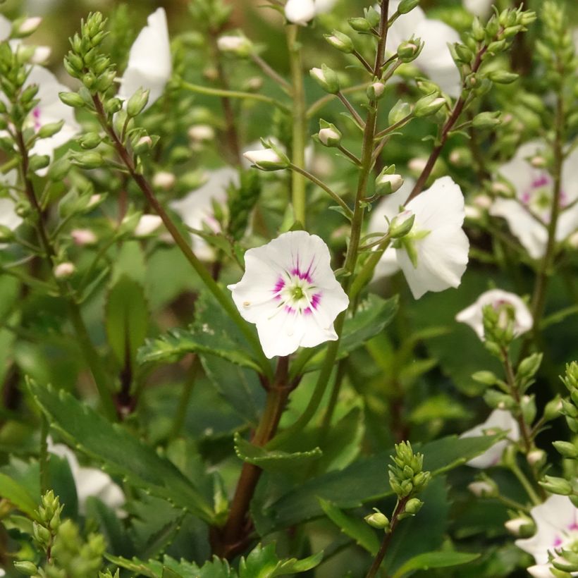 Parahebe catarractae Avalanche (Fioritura)