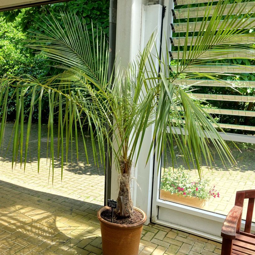 Parajubaea torallyi (Plant habit)