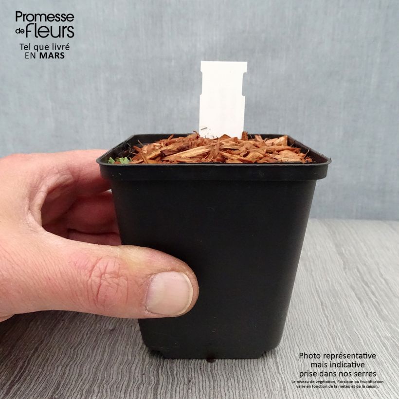 Paris quadrifolia - Uva di volpe Vasetto da 8/9 cm esemplare consegnato in primavera