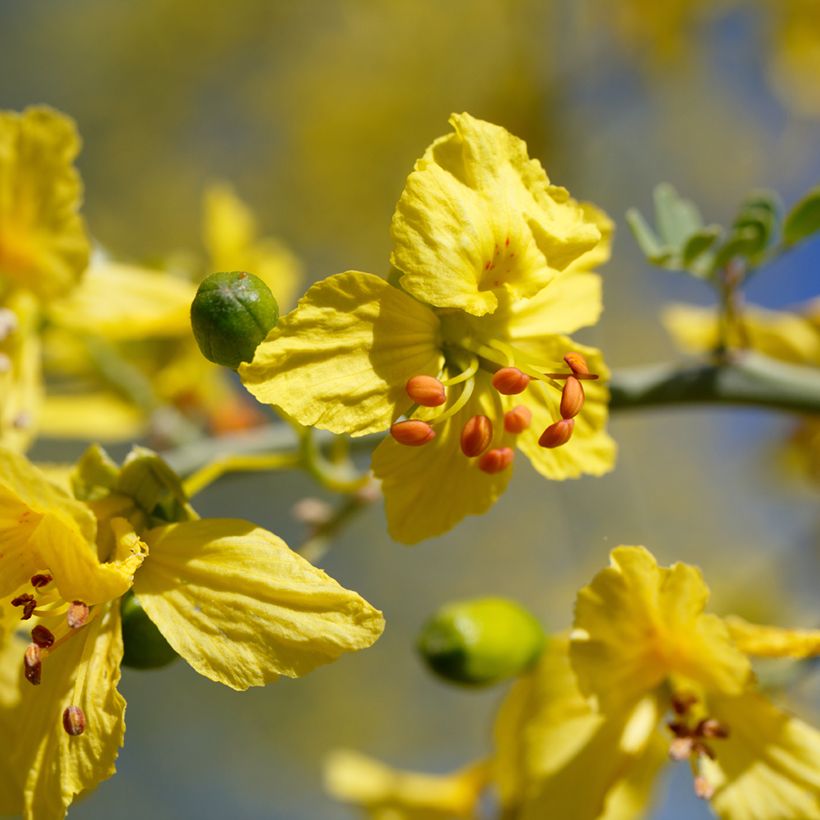 Parkinsonia - Cercidium floridum (Flowering)