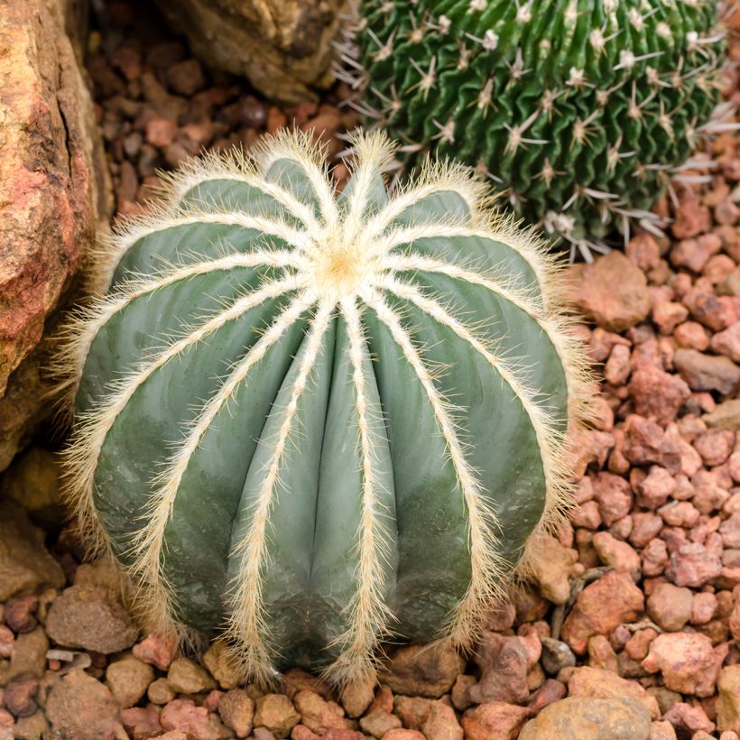 Parodia magnifica - Notocactus magnificus (Porto)
