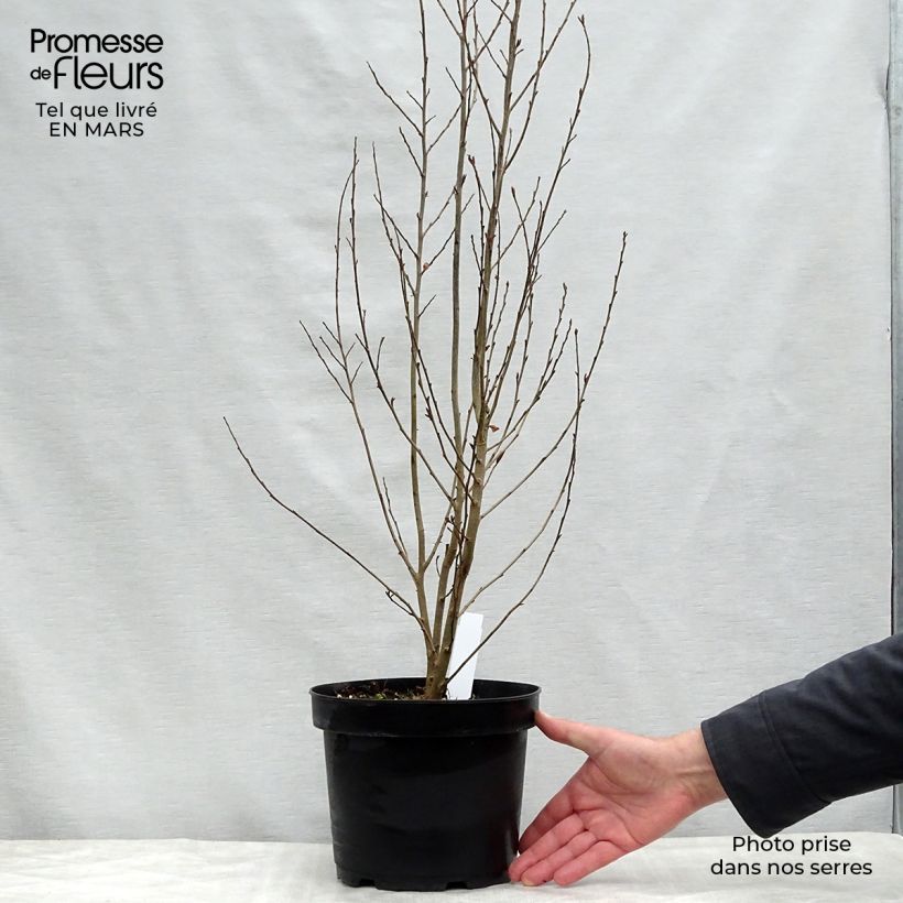 Parrotia persica Persian Spire Vaso da 3L/4L esemplare consegnato in primavera