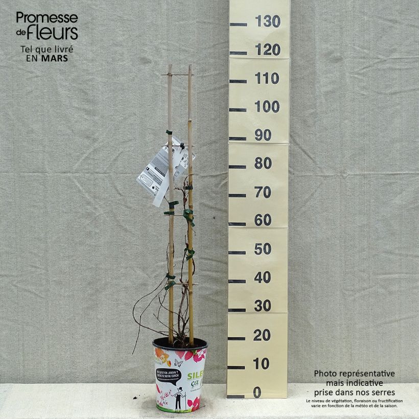 Example of Parthenocissus tricuspidata Atropurpurea Vaso da 2L/3L as you get in printemps
