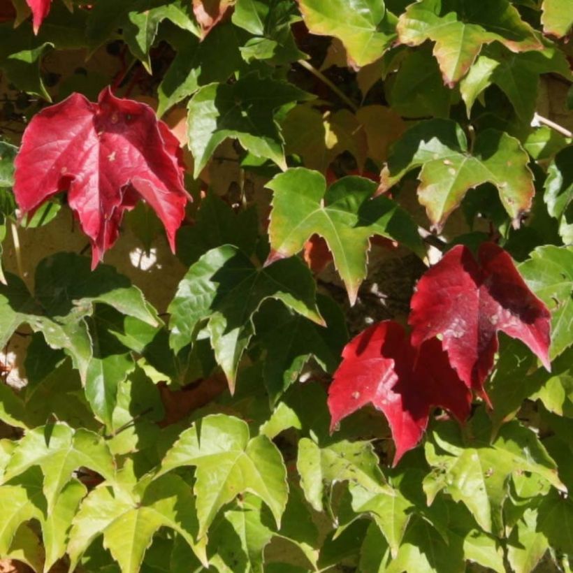 Parthenocissus tricuspidata Veitchii Robusta (Foliage)