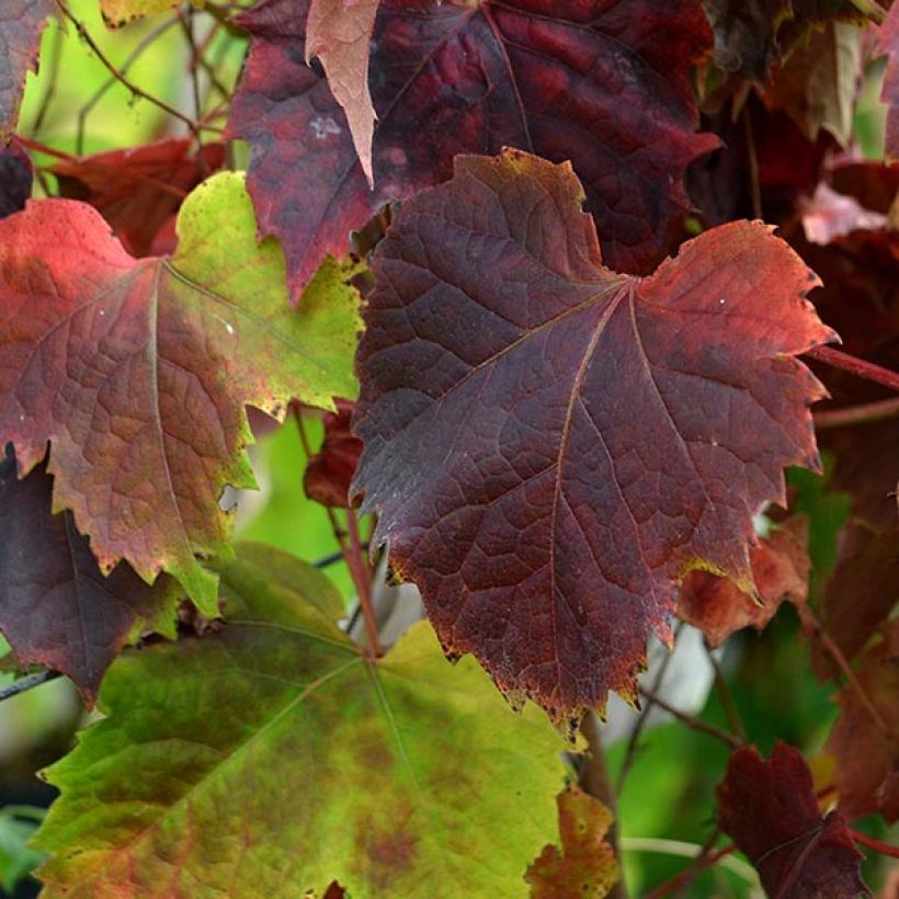 Parthenocissus tricuspidata Atropurpurea (Foliage)