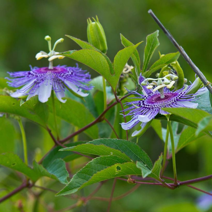 Passiflora incarnata (Fioritura)