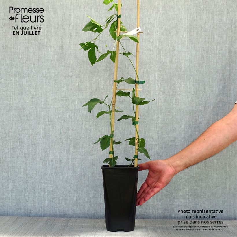 Esemplare di Passiflora incarnata Eia popeia Vaso da 2L/3L consegnato in estate